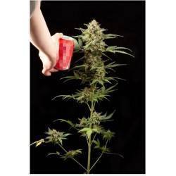 HAZE AUTO