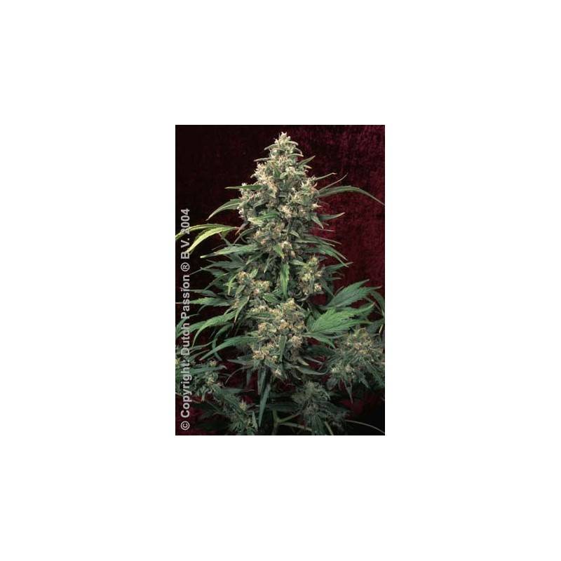 legend