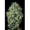 legend