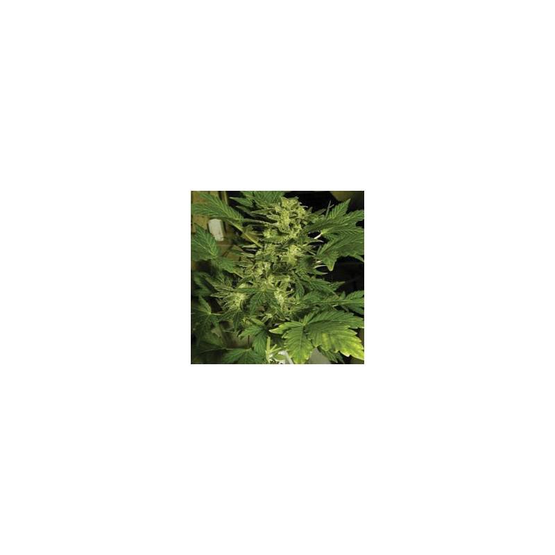legend