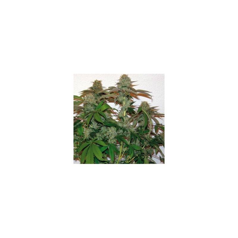 8 BALL KUSH · Barneys Farm 8 BALL KUSH · Barneys Farm