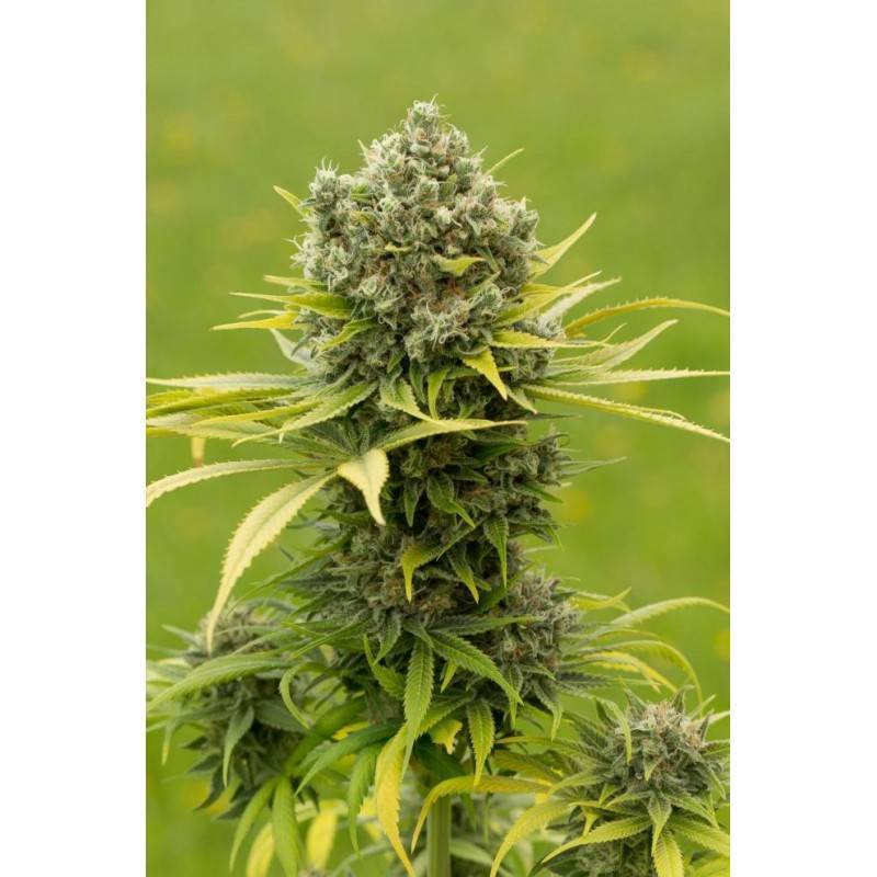 DINAMED CBD PLUS