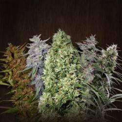 Female Mix · Advanced Seeds · semillas de marihuana · Fem