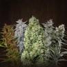 Female Mix · Advanced Seeds · cannabis seeds · Fem