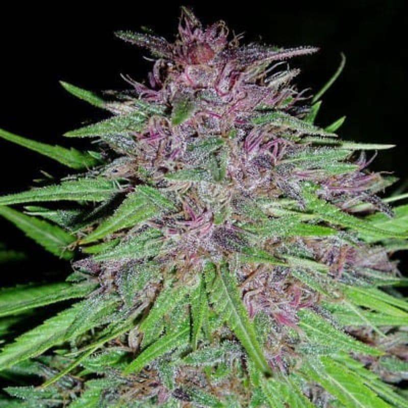 ErdPurt · Ace Seeds · semillas de marihuana · Fem