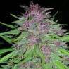 ErdPurt · Ace Seeds · semillas de marihuana · Fem
