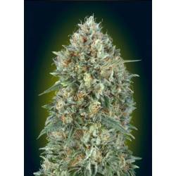 Auto Gelatto 33 Semi | Advanced Seeds | Gelato Automatica