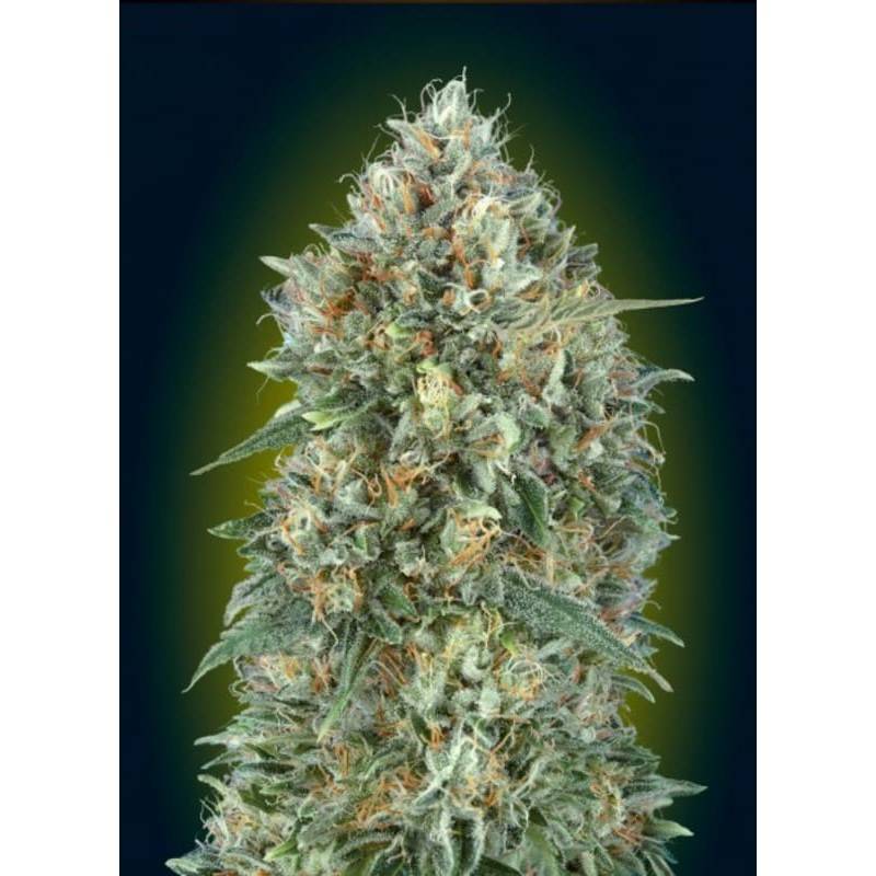 Auto Gelatto 33 · Advanced Seeds · semillas de marihuana · AutoFem