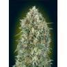Auto Gelatto 33 · Advanced Seeds · cannabis seeds · AutoFem