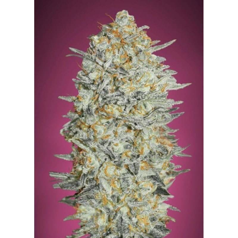 Gelato 33: Il Profilo di Sapore Iconico e l'Effetto Potente | Advanced Seeds