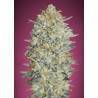 Gelato 33 · Advanced Seeds · semillas de marihuana · Fem