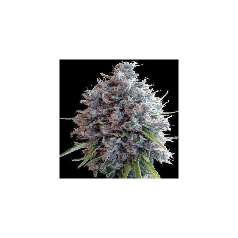 Killer A5 Haze · Ace Seeds · cannabis seeds · Fem
