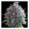 Killer A5 Haze · Ace Seeds · semi di canapa · Fem
