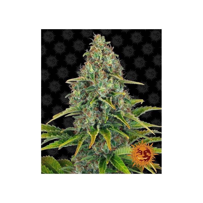 BLUEBERRY CHEESE AUTO  · Barneys Farm · semillas de marihuana · AutoFem
