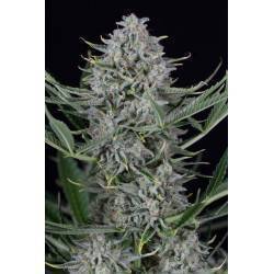 COOKIES AUTOFLOWERING