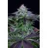 DINAMED KUSH CBD AUTO