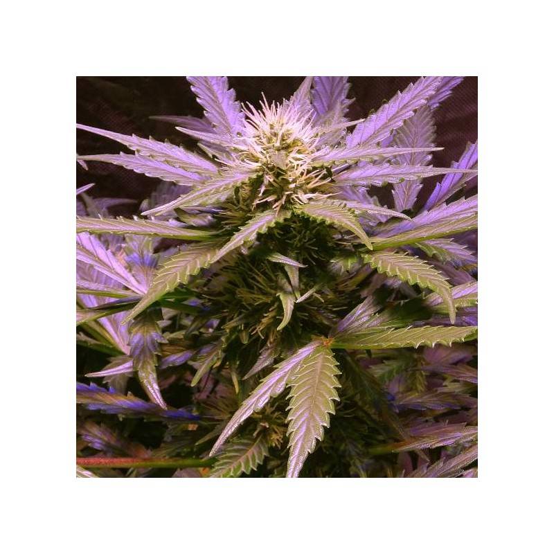 AUTO LEMON OG HAZE