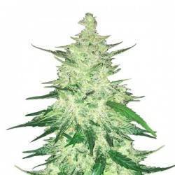 CBD Auto 1:1 (CBD Crack) · FastBuds Seeds · semi di canapa · AutoFem