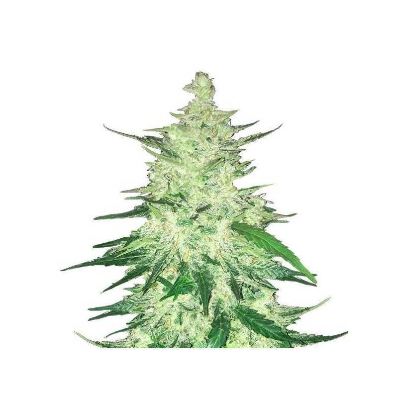 CBD Auto 1:1 (CBD Crack) · FastBuds Seeds · semillas de marihuana · AutoFem