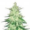 CBD Auto 1:1 (CBD Crack) · FastBuds Seeds · semi di canapa · AutoFem