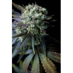 CRITICAL +  AUTO · Dinafem · semillas de marihuana · AutoFem