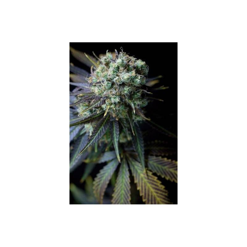 CRITICAL +  AUTO · Dinafem · semillas de marihuana · AutoFem