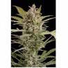 CRITICAL + 2.0 AUTO