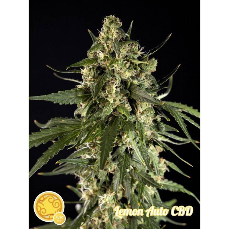 LEMON AUTO CBD