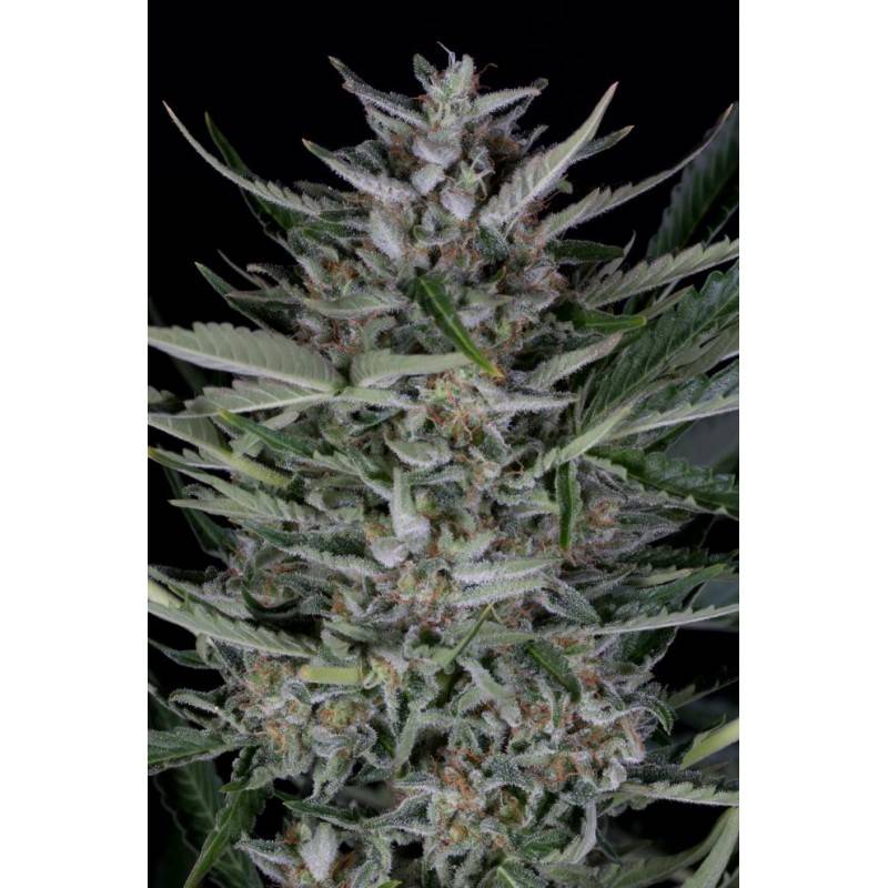 Gorilla Auto · Dinafem · semi di canapa · AutoFem