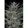 Gorilla Auto · Dinafem · semi di canapa · AutoFem
