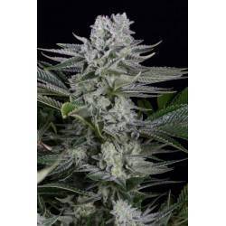 Gorilla CBD · Dinafem · semillas de cannabis · Fem