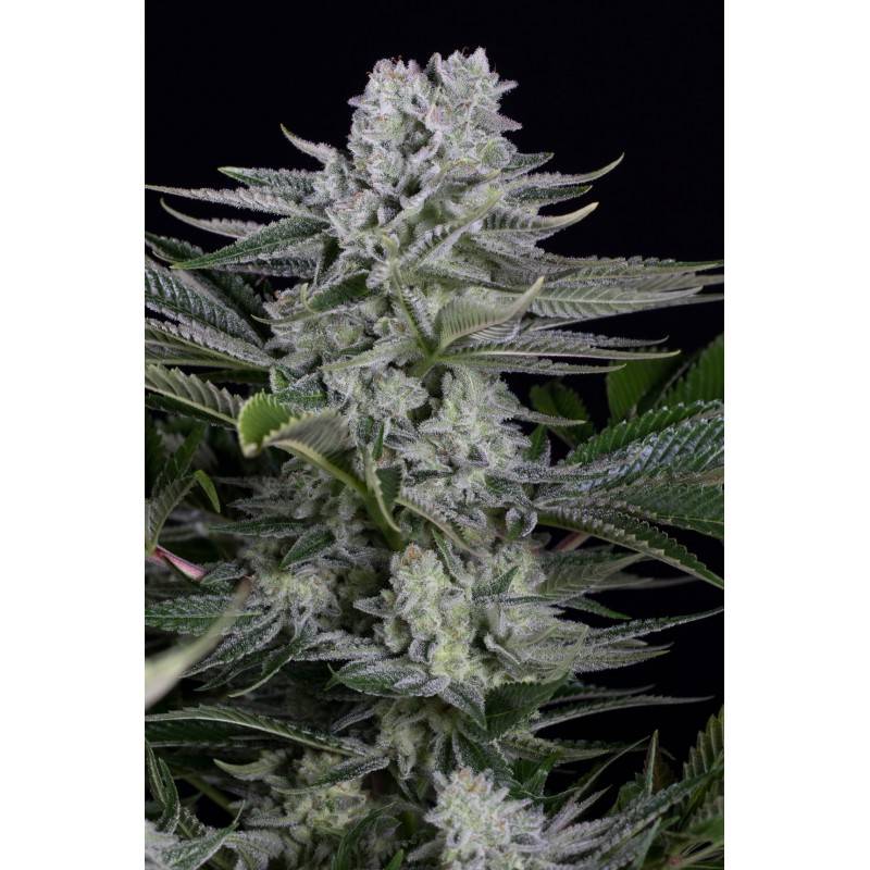 Gorilla CBD · Dinafem · semi di canapa indiana  · Fem