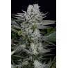 Gorilla CBD · Dinafem · semi di canapa indiana  · Fem
