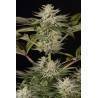 OCEAN GROWN COOKIES