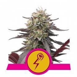 GREEN CRACK PUNCH · Royal Queen Seeds · semillas de marihuana · Fem