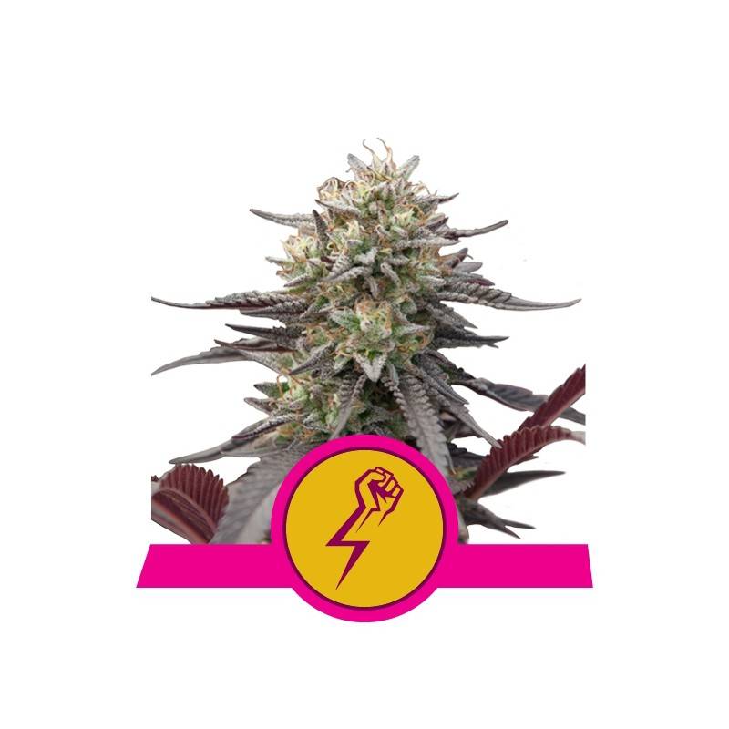 GREEN CRACK PUNCH · Royal Queen Seeds · semi di canapa · Fem