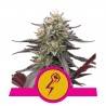 GREEN CRACK PUNCH · Royal Queen Seeds · cannabis seeds · Fem