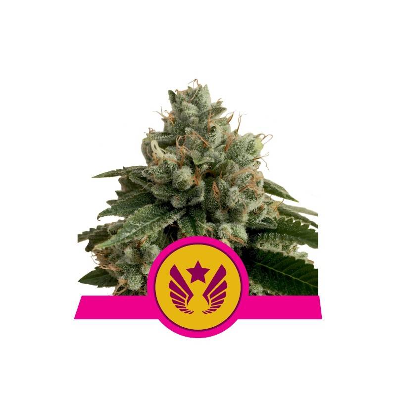 LEGENDARY OG PUNCH  · Royal Queen Seeds · semi di canapa indiana · Fem