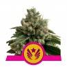 LEGENDARY OG PUNCH  · Royal Queen Seeds · semillas de marihuana · Fem