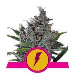 NORTH THUNDERFUCK  · Royal Queen Seeds · semillas de marihuana · Fem