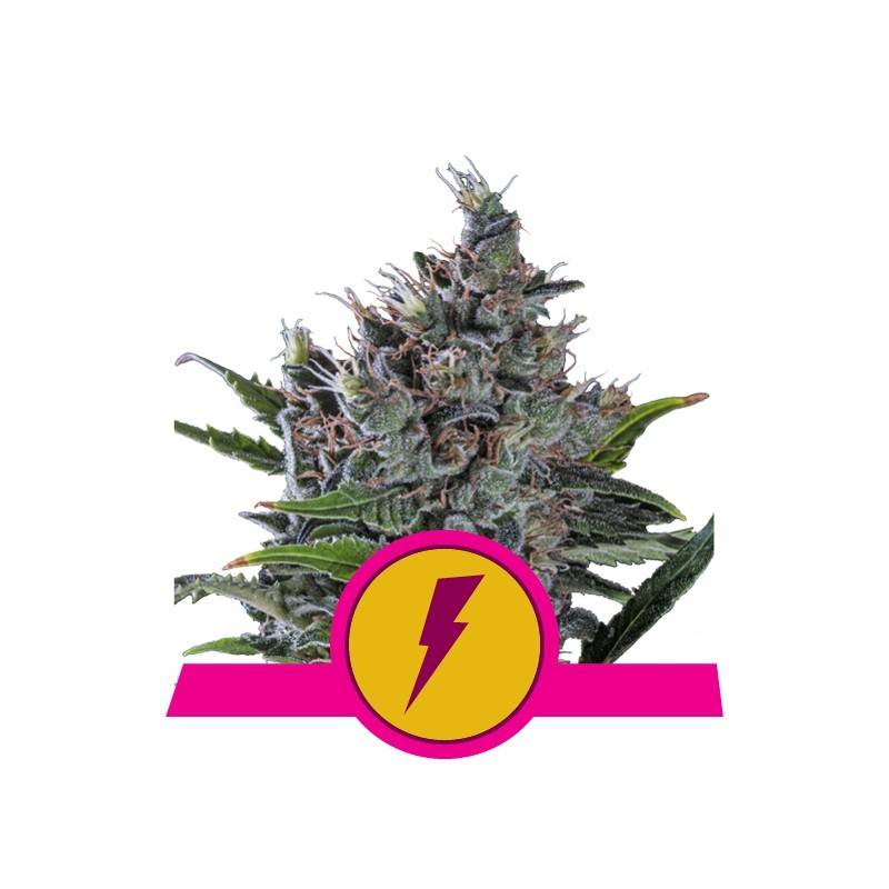 NORTH THUNDERFUCK  · Royal Queen Seeds · cannabis seeds · Fem
