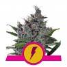 NORTH THUNDERFUCK  · Royal Queen Seeds · semillas de marihuana · Fem