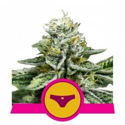 SHERBET QUEEN · Royal Queen Seeds · semi di canapa · Fem