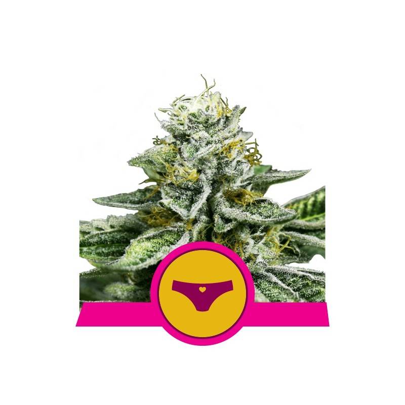 SHERBET QUEEN · Royal Queen Seeds · semi di canapa · Fem