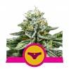 SHERBET QUEEN · Royal Queen Seeds · semillas de marihuana · Fem
