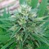 PANAMA X BANGI HAZE · Ace Seeds · semi di canapa · Fem