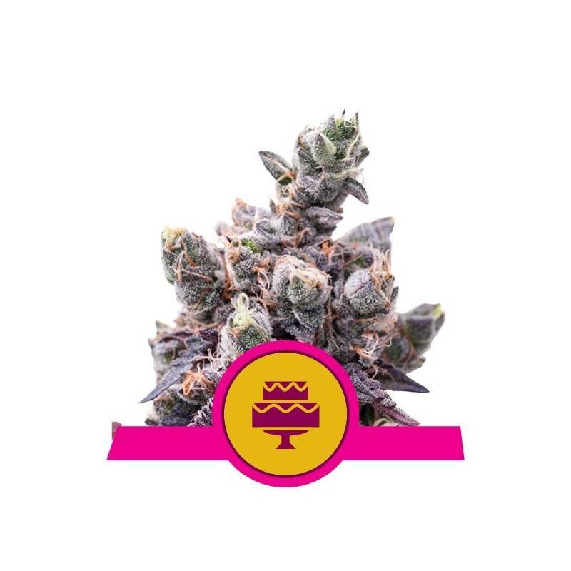 WEDDING GELATO · Royal Queen Seeds · cannabis seeds · Fem