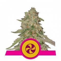 SWEET ZZ  · Royal Queen Seeds · semi di canapa indiana · Fem