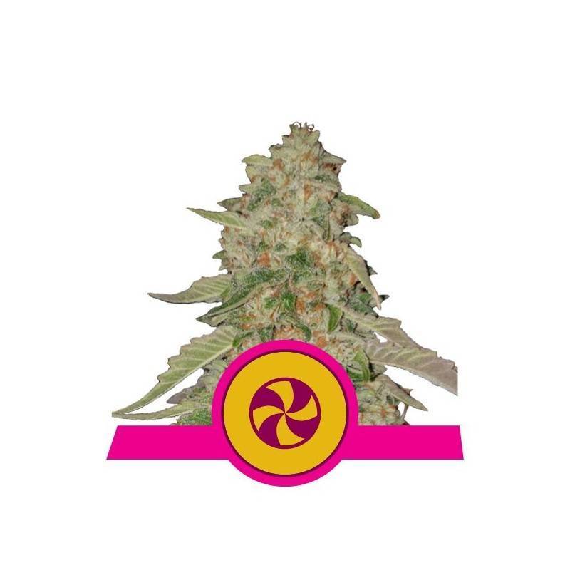 SWEET ZZ · Royal Queen Seeds · semillas de marihuana · Fem