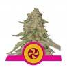 SWEET ZZ  · Royal Queen Seeds · semi di canapa indiana · Fem
